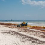 Playa del Carmen: Barriers Added to Aid in Keeping Sargassum Away
