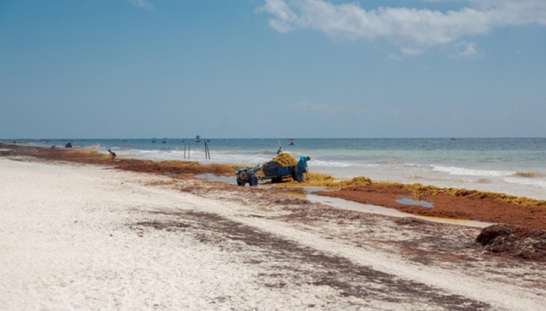 Playa del Carmen: Additional Barriers Added to Aid in Keeping Sargassum Away